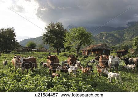 northeast, person, same, landscape, tanzania, people View Large Photo Image Stock Photo - northeast, person, same, landscape, tanzania, people. Fotosearch