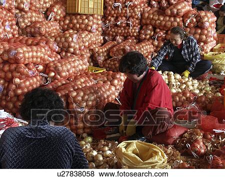 onions, people, sorting, korea, person, food View Large Photo Image Stock Photo - onions, people, sorting, korea, person, food. Fotosearch