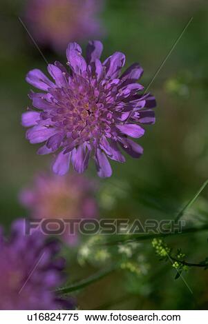 Stock Photography - orchis, alps, flora, wildflowers, alpine, swiss. Fotosearch