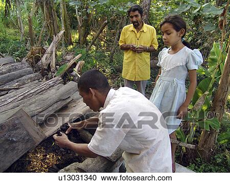 organic, person, examining, farmer, nicaragua, people View Large Photo Image Stock Image - organic, person, examining, farmer, nicaragua, people. Fotosearch