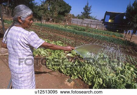 organic, person, funcom, hispanic, mexico, people View Large Photo Image Stock Photography - organic, person, funcom, hispanic, mexico, people. Fotosearch