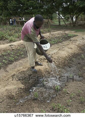organic, person, watering, farmer, zambia, people View Large Photo Image Stock Photo - organic, person, watering, farmer, zambia, people. Fotosearch