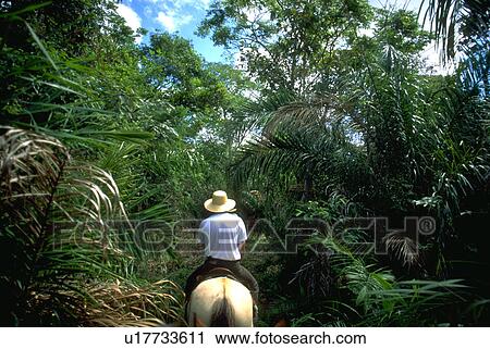 pantanerio, dense, through, rides, horse View Large Photo Image Stock Image - pantanerio, dense, through, rides, horse. Fotosearch