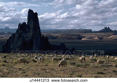 park, monument, national, arizona, valley, sheep View Large Photo Image Stock Image - park, monument, national, arizona, valley, sheep. Fotosearch