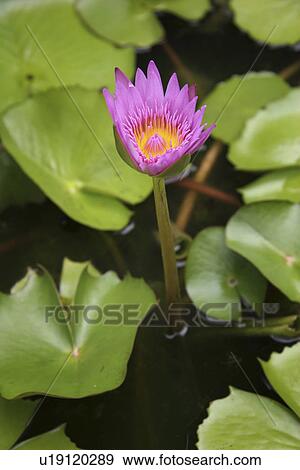 Stock Photo - pattern, lotus, thailand, nature, flower. Fotosearch