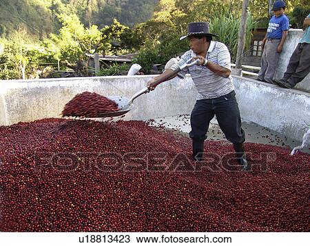 pattern, person, coffee, nature, people View Large Photo Image Stock Image - pattern, person, coffee, nature, people. Fotosearch