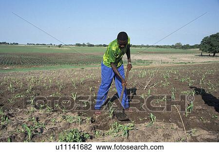 people, cultivating, zambia, person, food View Large Photo Image Stock Image - people, cultivating, zambia, person, food. Fotosearch