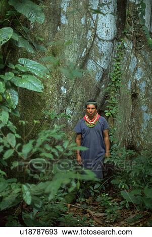 people, forest, rain, amazon, tree View Large Photo Image Stock Image - people, forest, rain, amazon, tree. Fotosearch