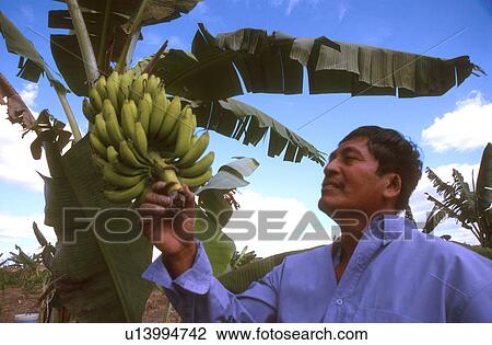 person, bananas, hispanic, mexico, people View Large Photo Image Stock Image - person, bananas, hispanic, mexico, people. Fotosearch