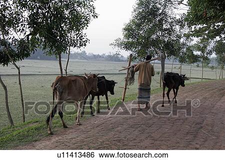 person, carrying, male, bangladesh, people View Large Photo Image Stock Photograph - person, carrying, male, bangladesh, people. Fotosearch
