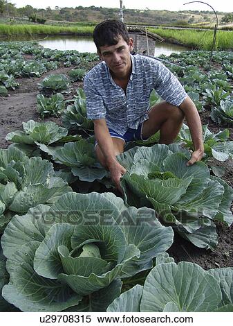 person, culivating, male, brazil, people View Large Photo Image Stock Photography - person, culivating, male, brazil, people. Fotosearch
