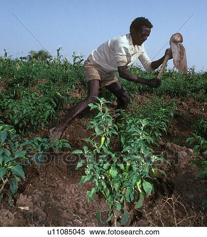 person, cultivating, ethiopia, 4407, people View Large Photo Image Stock Photography - person, cultivating, ethiopia, 4407, people. Fotosearch