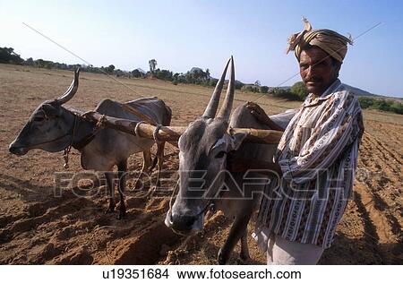 person, farming, india, 5281, people View Large Photo Image Picture - person, farming, india, 5281, people. Fotosearch