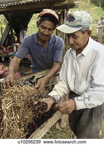 Stock Photo - person, father, farmers, honduras, people. Fotosearch