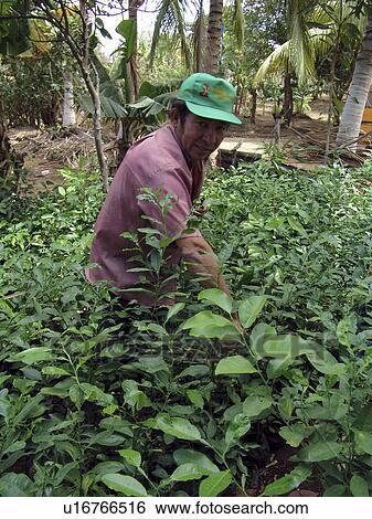 person, garden, working, nicaragua, people View Large Photo Image Stock Photograph - person, garden, working, nicaragua, people. Fotosearch