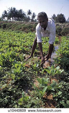 person, irrigated, india, male, people View Large Photo Image Stock Photo - person, irrigated, india, male, people. Fotosearch