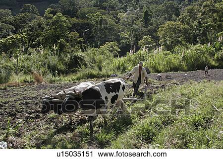 Stock Image - person, ploughing, male, venezuela, people. Fotosearch