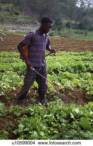Picture - person, spraying, haiti, 4267, people. Fotosearch