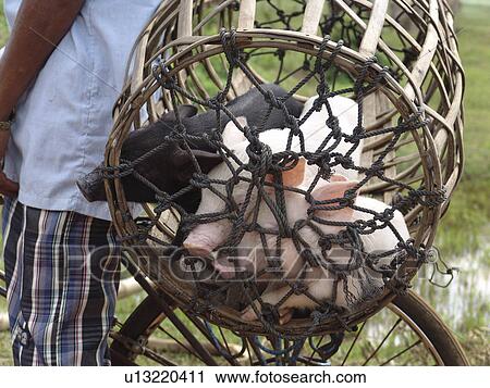 person, transported, piglets, cambodia, people View Large Photo Image Stock Image - person, transported, piglets, cambodia, people. Fotosearch
