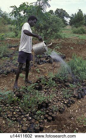 Stock Image - person, watering, sudan, south, people. Fotosearch
