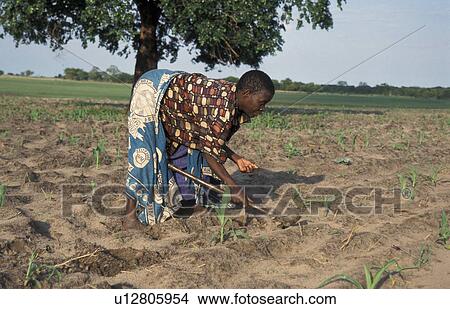 Picture - plants, food, zambia, person, people, woman. Fotosearch