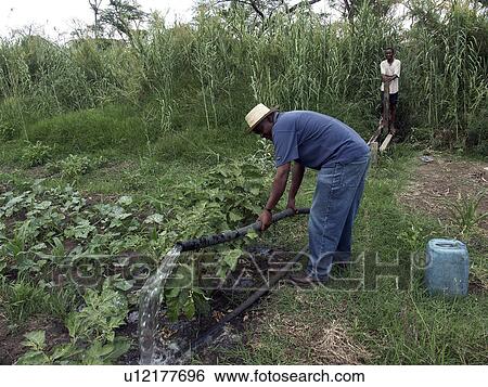 plants, person, watering, farmers, zambia, people View Large Photo Image Stock Photograph - plants, person, watering, farmers, zambia, people. Fotosearch