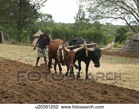 plow, person, ploughing, farmer, zambia, people View Large Photo Image Stock Image - plow, person, ploughing, farmer, zambia, people. Fotosearch