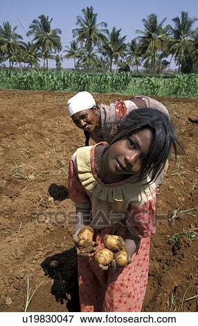 potatoes, child, harvesting, india, person, people View Large Photo Image Stock Photo - potatoes, child, harvesting, india, person, people. Fotosearch