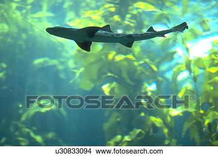 predator, shark, natural, bed, kelp, beauty View Large Photo Image Picture - predator, shark, natural, bed, kelp, beauty. Fotosearch