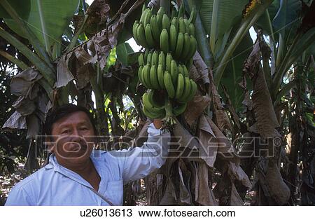 project, person, cobiotec, hispanic, mexico, people View Large Photo Image Stock Image - project, person, cobiotec, hispanic, mexico, people. Fotosearch