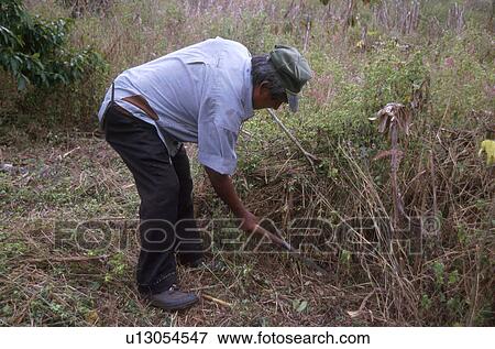 Stock Photo - project, person, fcy, hispanic, mexico, people. Fotosearch