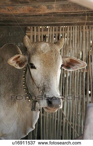 province, cattle, kampot, village, daung, cambodia View Large Photo Image Stock Photo - province, cattle, kampot, village, daung, cambodia. Fotosearch