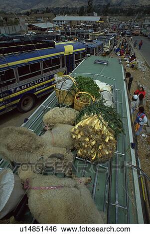 rack, sheep, bus, ecuador, sasquisili, transporting View Large Photo Image Stock Photograph - rack, sheep, bus, ecuador, sasquisili, transporting. Fotosearch