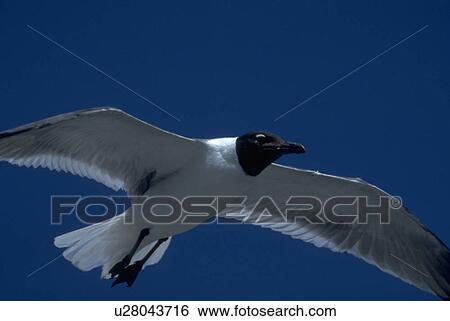 Stock Photograph - rare, blackheaded, ridibundus, larus, gull, common. Fotosearch