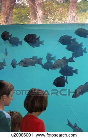 Stock Image - reproduction, children, images, fish, kids, athens. Fotosearch