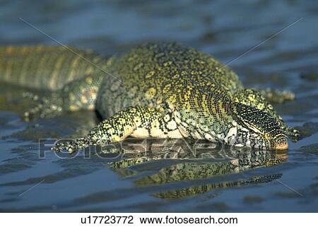 reptile, water, lizard, monitor, nile, beach View Large Photo Image Stock Image - reptile, water, lizard, monitor, nile, beach. Fotosearch