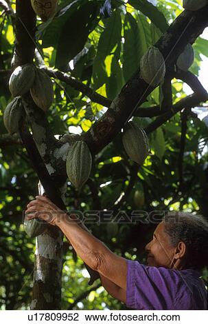 Stock Image - republic, people, dominican, 4287, person, woman. Fotosearch