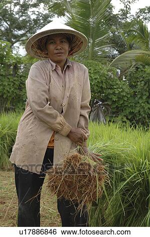 rice, person, getting, farmers, cambodia, people View Large Photo Image Stock Photograph - rice, person, getting, farmers, cambodia, people. Fotosearch