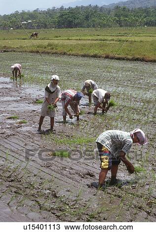 Stock Image - rice, person, transplanting, philippines, 3589, people. Fotosearch