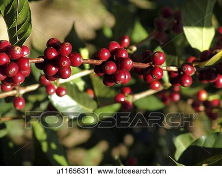 ripe, coffee, closeup, guatemala, person, people View Large Photo Image Stock Image - ripe, coffee, closeup, guatemala, person, people. Fotosearch
