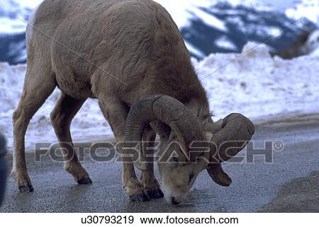 rockies, winter, canadian, road, ram, car View Large Photo Image Stock Photo - rockies, winter, canadian, road, ram, car. Fotosearch