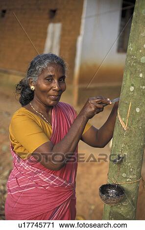 rubber, tree, india, person, people, woman View Large Photo Image Stock Image - rubber, tree, india, person, people, woman. Fotosearch