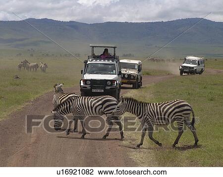safari, nature, tourists, tanzania, person, people View Large Photo Image Stock Image - safari, nature, tourists, tanzania, person, people. Fotosearch