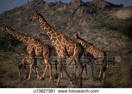 Stock Image - samburu, giraffe, reticulata, camelopardalis, giraffa, reticulated. Fotosearch