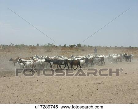 scrubland, person, dry, goats, tanzania, people View Large Photo Image Stock Photography - scrubland, person, dry, goats, tanzania, people. Fotosearch