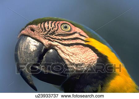 searching, parrot, region, river, amazon, beauty View Large Photo Image Stock Photo - searching, parrot, region, river, amazon, beauty. Fotosearch
