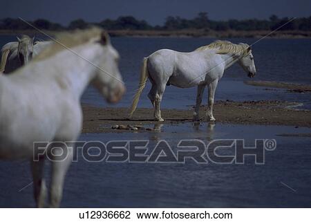 shore, horse, horses, white, beauty, water View Large Photo Image Stock Image - shore, horse, horses, white, beauty, water. Fotosearch