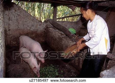 small, farming, pigs, feeding, farmer, 3395 View Large Photo Image Stock Photo - small, farming, pigs, feeding, farmer, 3395. Fotosearch