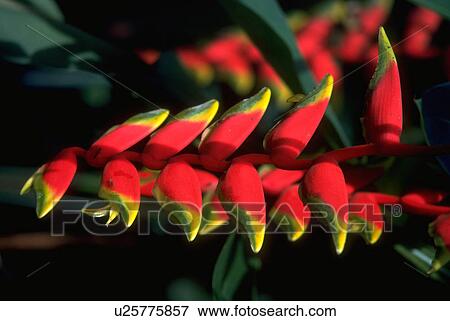 spikes, flowers, plant, heliconia, blossoms, flora View Large Photo Image Stock Photo - spikes, flowers, plant, heliconia, blossoms, flora. Fotosearch