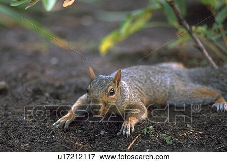 squirrel, furry, dirt, digging, closeup View Large Photo Image Stock Photo - squirrel, furry, dirt, digging, closeup. Fotosearch